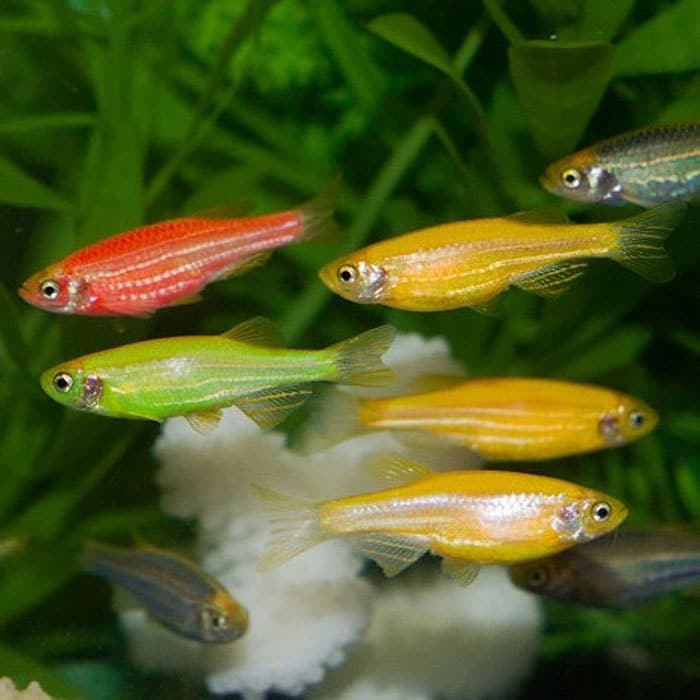 peces de colores para acuario