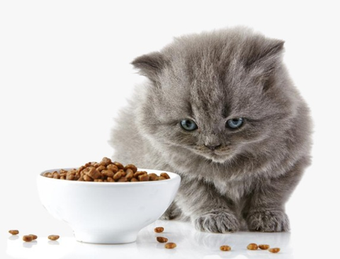 Alimento para gatos