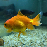 Bailarina naranja