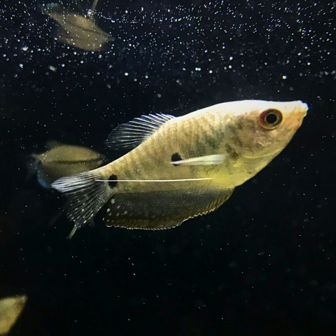 Gourami Chocolate