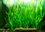 Vallisneria Spiralis