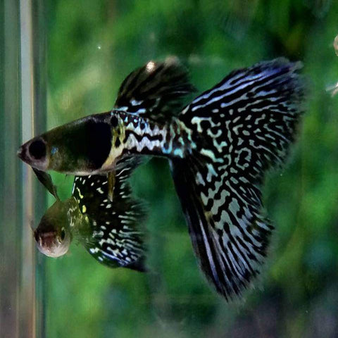 Guppy Black Metal (Pareja)