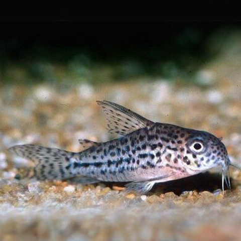 Corydoras Osteocarus