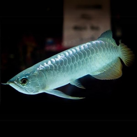 Arowana Silver