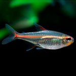 Tetra Neon Cobre