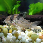 Corydora Melanistius