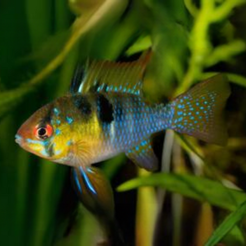 Ramirezi German Blue