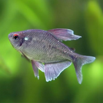 Tetra Diamante