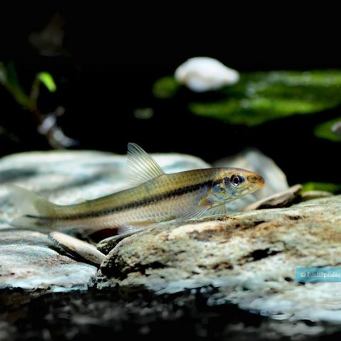 Apareiodon affinis