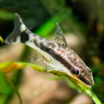 Otocinclus Affinis