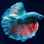 Betta Macho de Linea