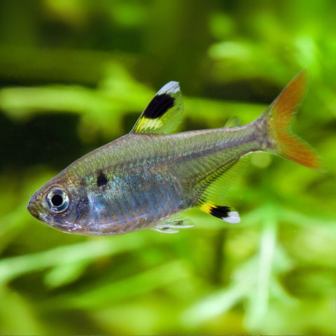 Tetra Pristela