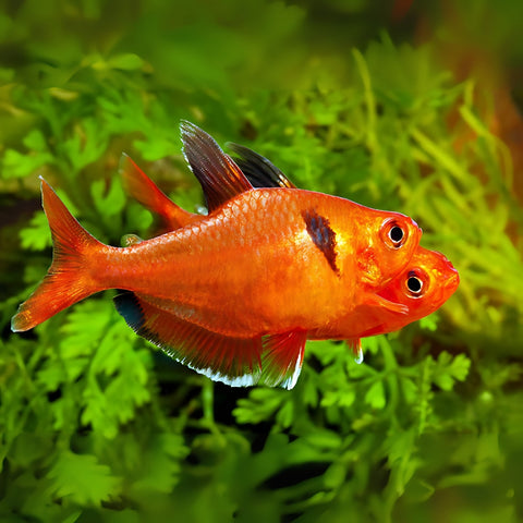 Tetra Serpae