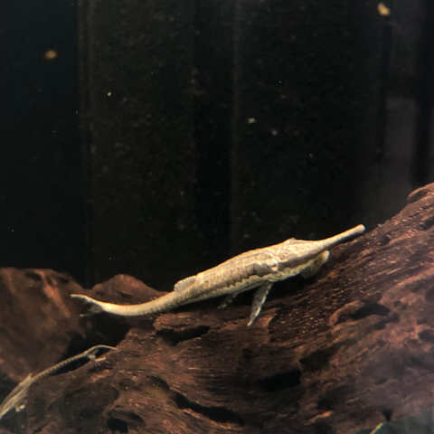 Plecostomus Aguja