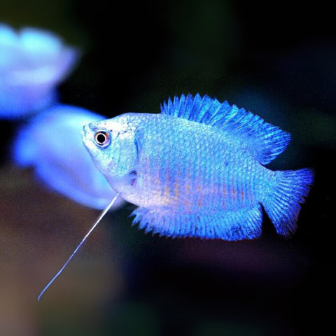 Colisa Blue Eletric