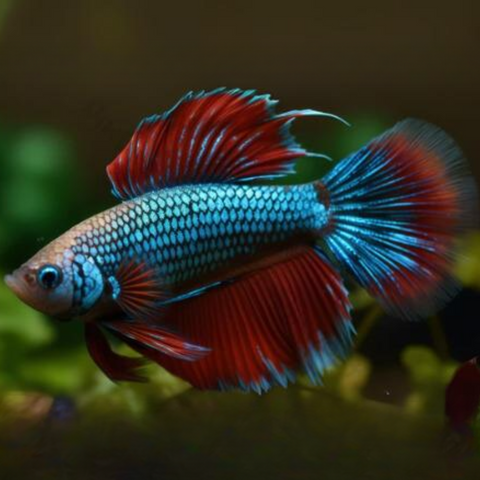 Betta Macho Básico