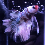 Betta Macho de Linea