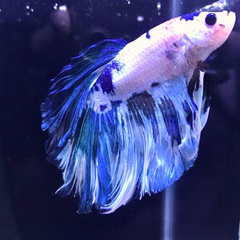 Betta Macho Jumbo