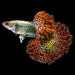 Guppy Red Dragon (Pareja)