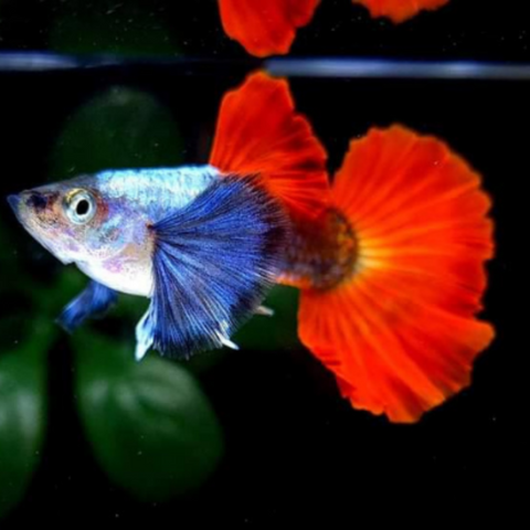 Guppy Red Tail (Pareja)