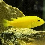 Ciclido Kakusa