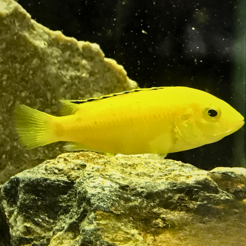 Ciclido Kakusa