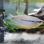 Gourami Perla