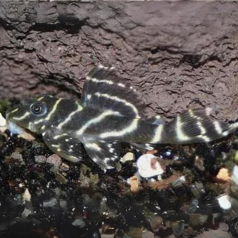 Pleco Cebra del orinoco