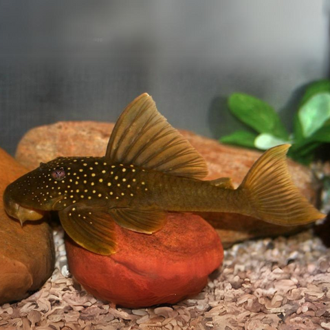 Pleco Limón