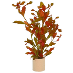 Ludwigia  Repens