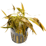 Cryptocoryne Axelrodi