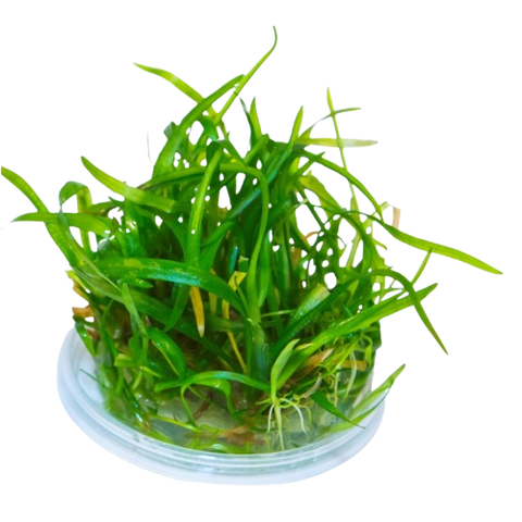 Sagittaria Subulata