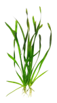 Vallisneria Spiralis