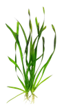 Vallisneria Spiralis