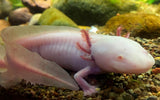 Axolote Albino