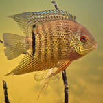 Heros Severum