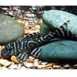 Pleco cebra fina