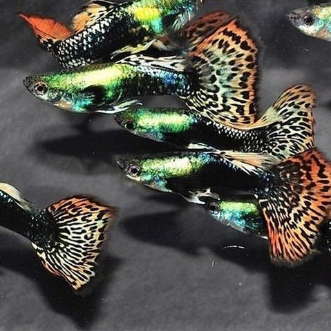 Guppy Red Dragon (Trio)