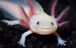 Axolote Albino