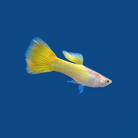 Guppy Yellow (Trio)