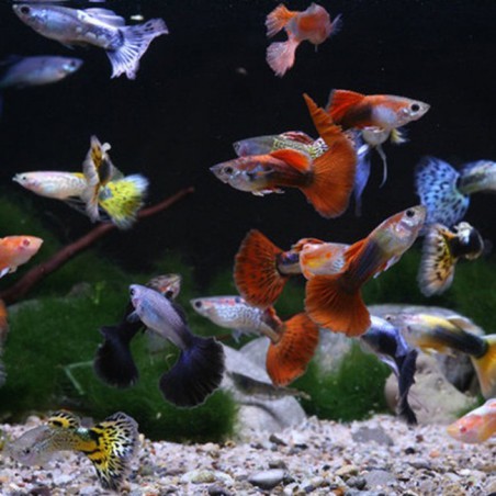 Guppy seleccionado pareja
