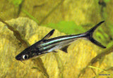 Tiburón Pangasio