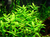 Hygrophila Polysperma Green