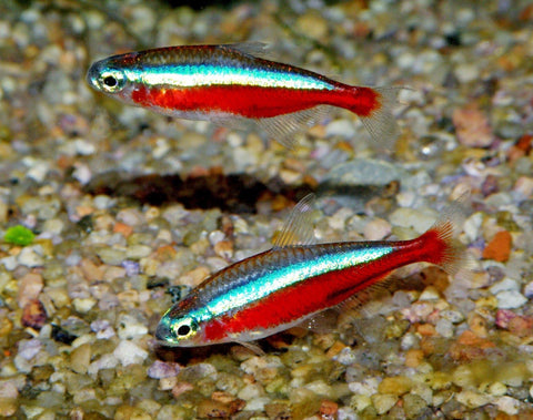 Tetra Cardenal Pequeño