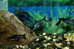 Tiburón Pangasio