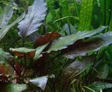 Cryptocoryne Cordata