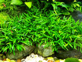 Cryptocoryne Parva