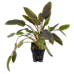 Cryptocoryne Wendtii Brown