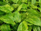 Echinodorus Marble Queen