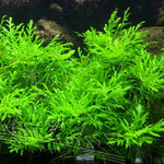 Hygrophila Difformis